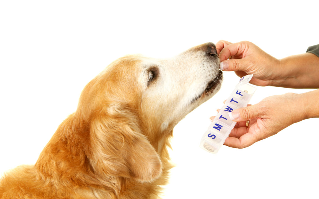 Senior Golden Retriever Taking Daily Medication